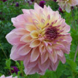 Dahlia Kotara Dahlia Kotara