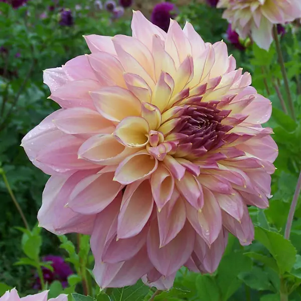 Dahlia Kotara Dahlia Kotara