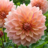 Dahlia Pkdahuri Urica - Garden Express Australia