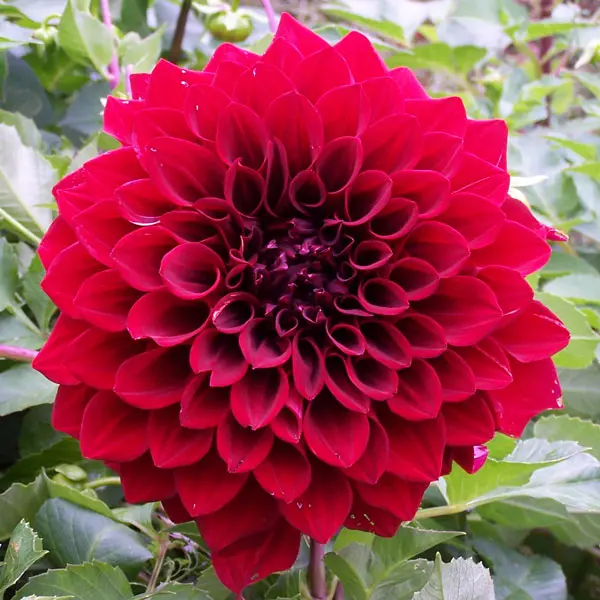 Dahlia Red Tiger Dahlia Red Tiger