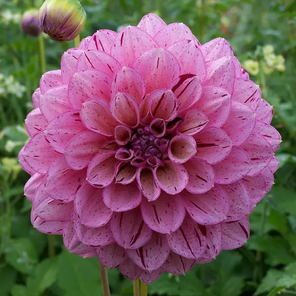 Dahlia Sultan Dahlia Sultan