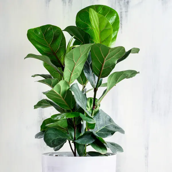 Ficus Lyrata Bambino 68mm Ficus Lyrata Bambino 68mm