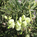 Grevillea Mellow Yellow (Pbr) 50mm Grevillea Mellow Yellow (Pbr) 50mm