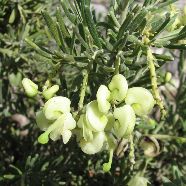 Grevillea Mellow Yellow (Pbr) 50mm Grevillea Mellow Yellow (Pbr) 50mm