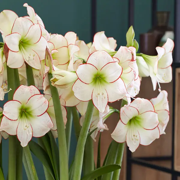 Hippeastrum Picasso