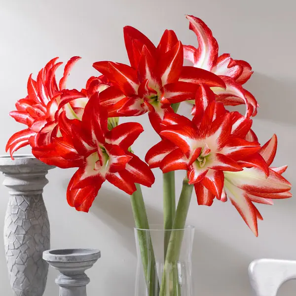 Hippeastrum Splash Hippeastrum Splash