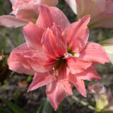 Hippeastrum Sweet Nymph Hippeastrum Sweet Nymph