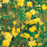 Jasmine Mesnyi - Garden Express Australia