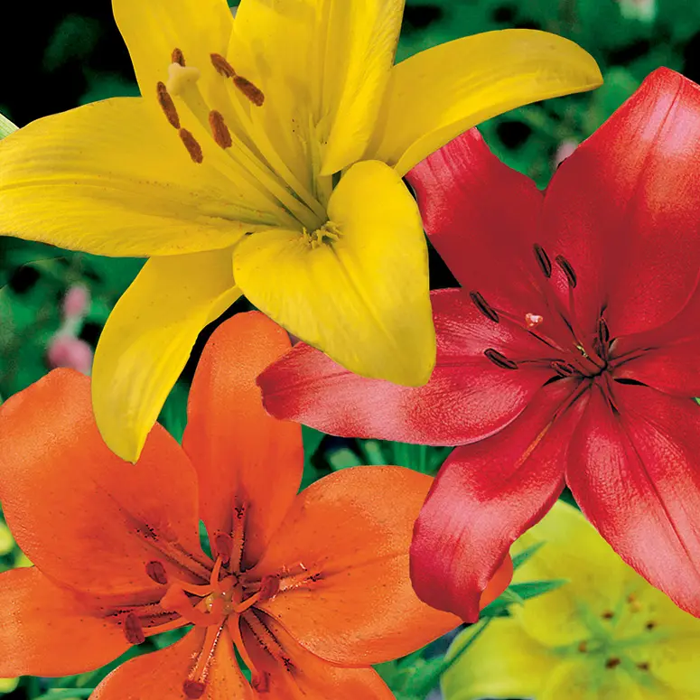 Lilium La Red Yellow & Orange Blend Lilium La Red Yellow & Orange Blend