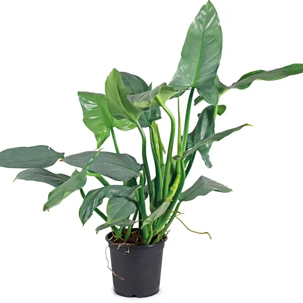 Philodendron Silver Sword Philodendron Silver Sword
