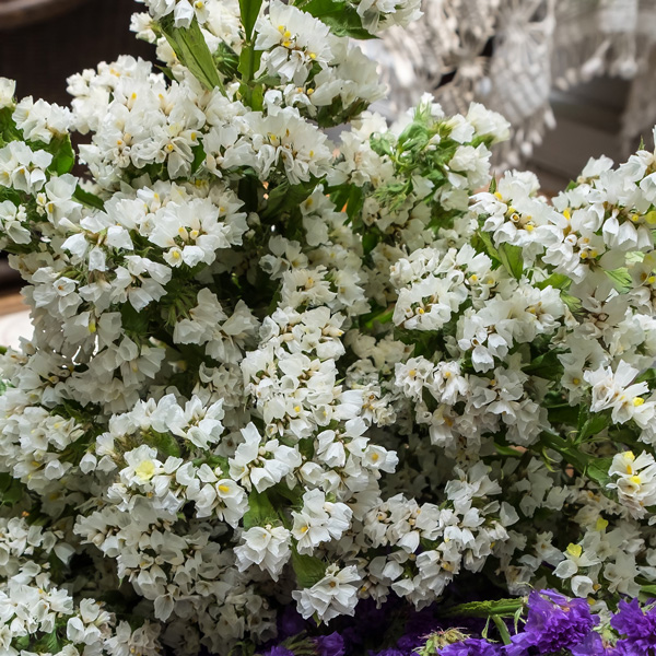 Limonium Sea Lavender White Star (pbr) 140mm Limonium Sea Lavender White Star (pbr) 140mm