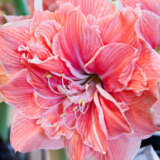 Hippeastrum Double Collection 2 Hippeastrum Double Collection 2