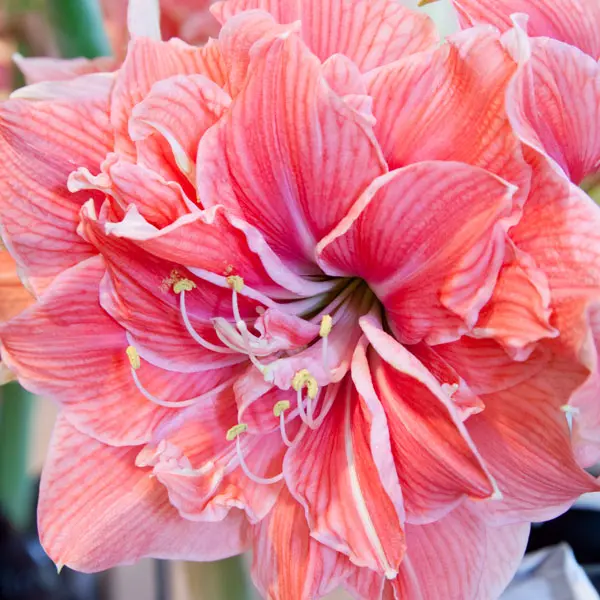 Hippeastrum Double Collection 2 Hippeastrum Double Collection 2