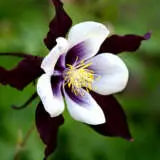 Website Aquil - Garden Express Australia
