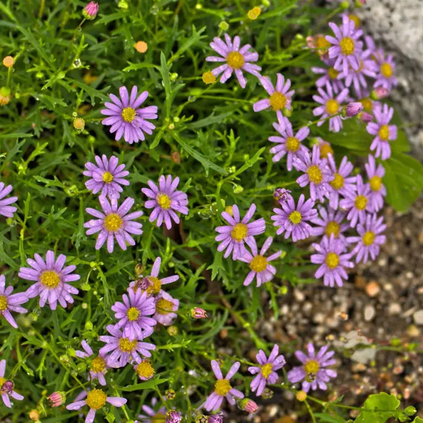 Brachyscome Multifida Brachyscome Multifida