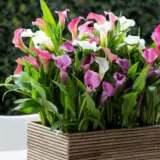 Calla Lily Pot Mixed Pkcalpmx - Garden Express Australia