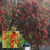 Callistemon Dawson River Weeper Callistemon Dawson River Weeper