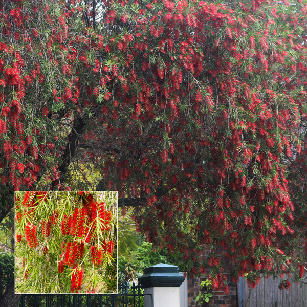 Callistemon Dawson River Weeper Callistemon Dawson River Weeper