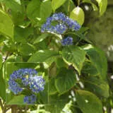 Dichroa Evergreen Hydrangea 21 Ppldicver - Garden Express Australia