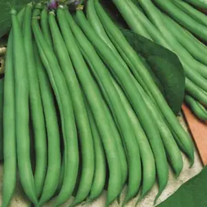 Seed – Dwarf Bean Banjo Seed – Dwarf Bean Banjo