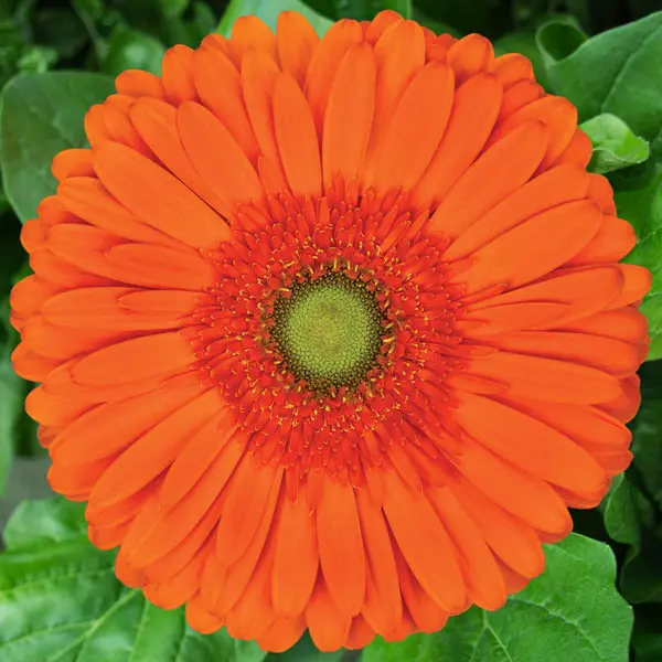 Gerbera Atlanta Gerbera Atlanta