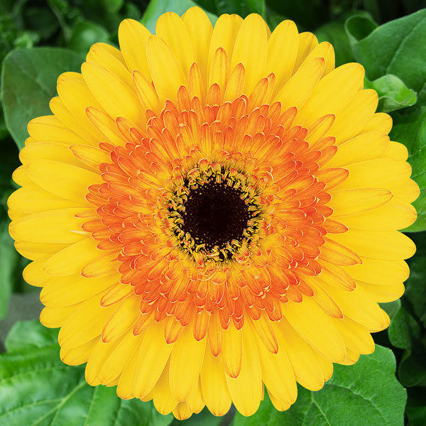 Gerbera Aventura Gerbera Aventura