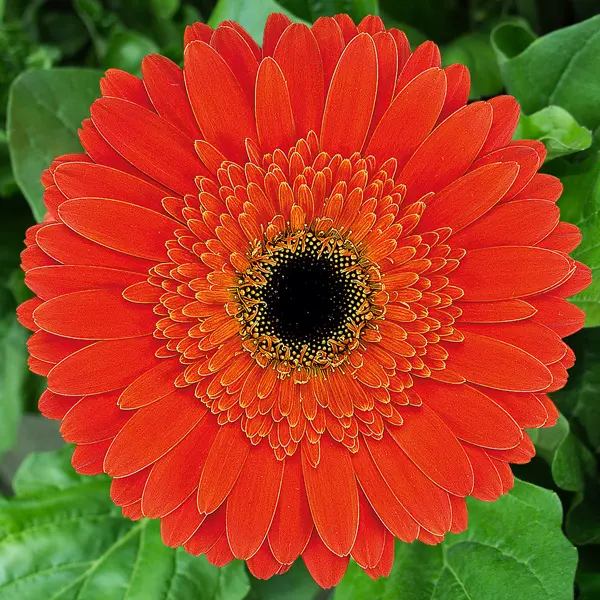 Gerbera Dune Gerbera Dune