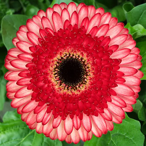 Gerbera Elan Gerbera Elan