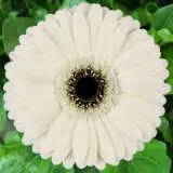 Gerbera Iceberg Pkgerice - Garden Express Australia