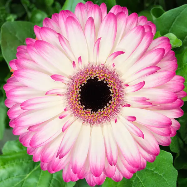 Gerbera Mandala Gerbera Mandala