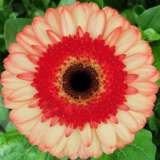 Gerbera Mocktail Gerbera Mocktail