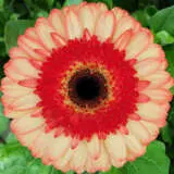 Gerbera Mocktail Gerbera Mocktail