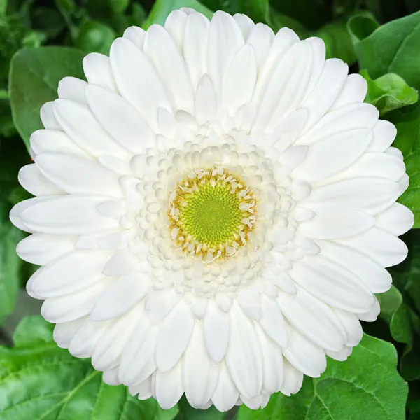 Gerbera Snowball