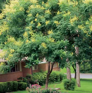 Golden Rain Tree – Treeling Golden Rain Tree – Treeling