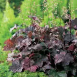 Heuchera Purple Palace Heuchera Purple Palace