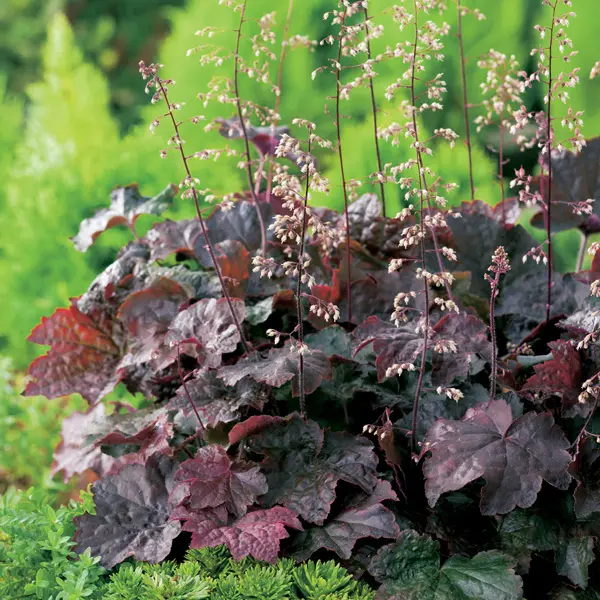 Heuchera Purple Palace Heuchera Purple Palace