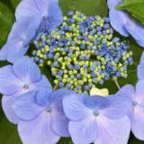 Hydrangea Blauling Lpohydbla - Garden Express Australia