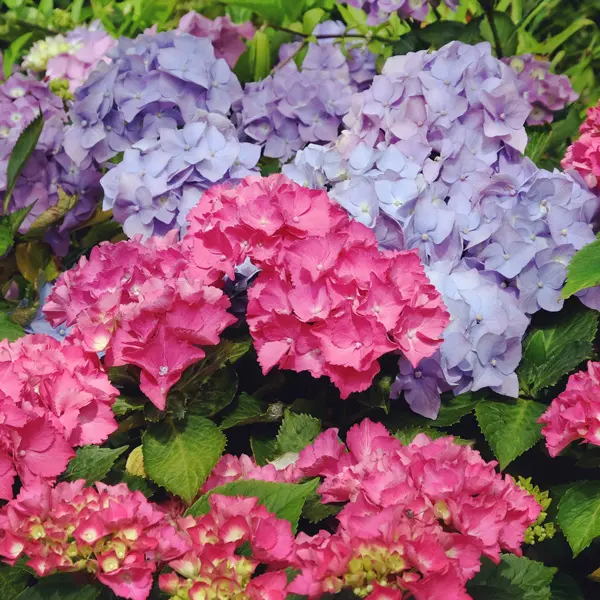 Hydrangea Nigra Hydrangea Nigra