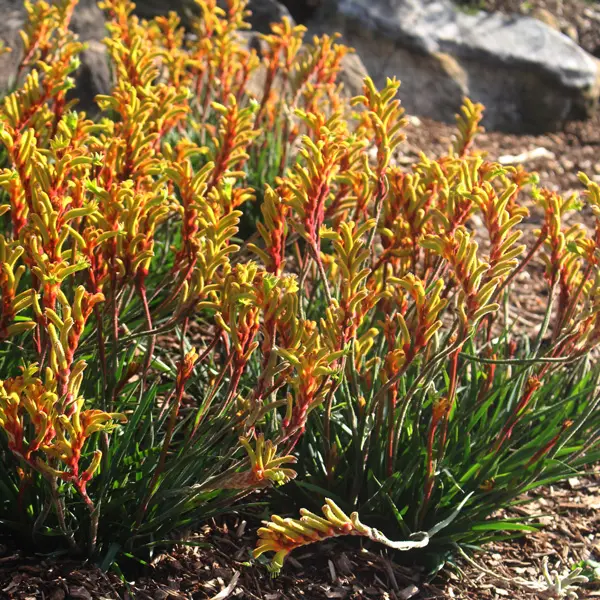Kangaroo Paw Bush Tenacity (Pbr) Kangaroo Paw Bush Tenacity (Pbr)