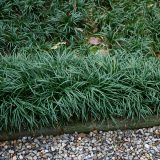 Mondo Grass Green Mondo Grass Green