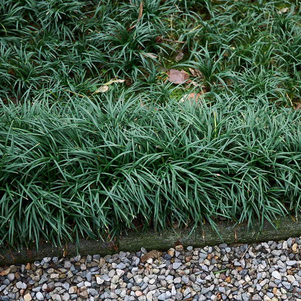 Mondo Grass Green Mondo Grass Green