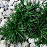 Dwarf Green Mondo Grass Dwarf Green Mondo Grass