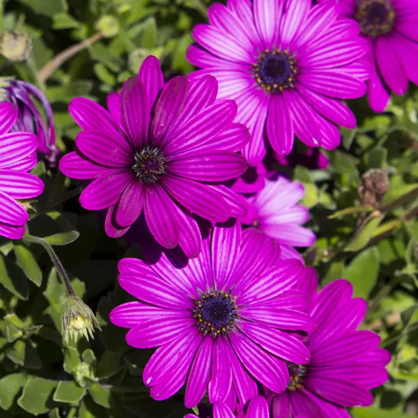 Osteospermum Deep Purple Osteospermum Deep Purple