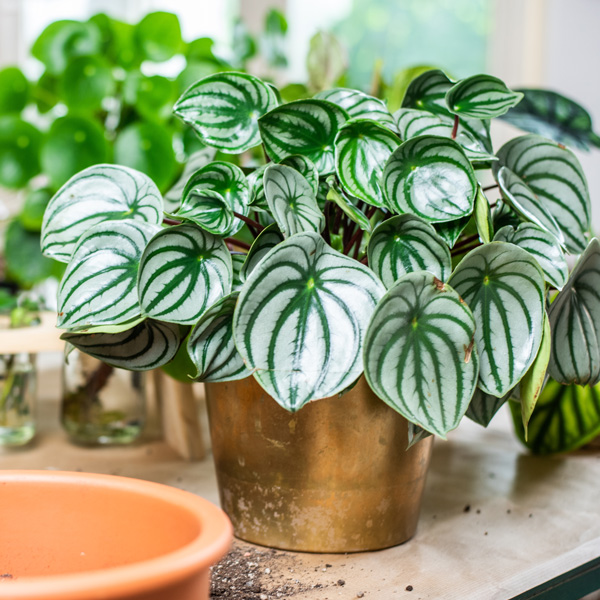 Peperomia Watermelon Peperomia Watermelon