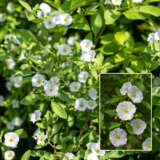 Solanum Potato Vine White 21 Pplsolpvw - Garden Express Australia