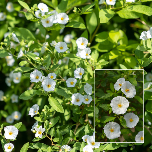 Solanum Potato Vine White Solanum Potato Vine White