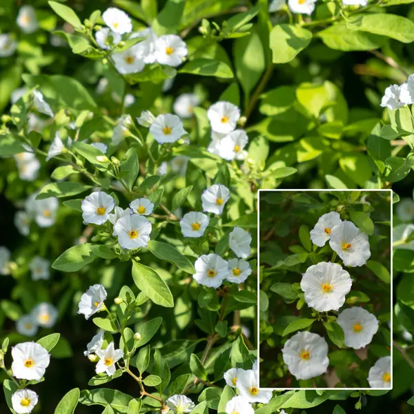 Solanum Potato Vine White Solanum Potato Vine White