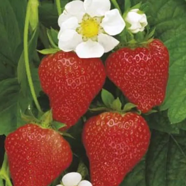Seed – Strawberry Temptation Seed – Strawberry Temptation