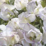 Sweet Pea Hi Scent Seeswehis - Garden Express Australia