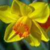 How To Grow Spring Flowering Bulbs Arkansas Daffodil 3928122 640 - Garden Express Australia